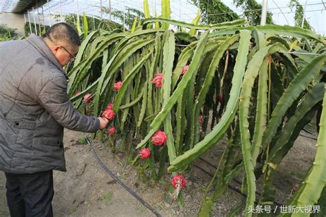 火龍果 葉子